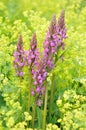 Purple loosestrife and ladyÃ¢â¬â¢s mantle